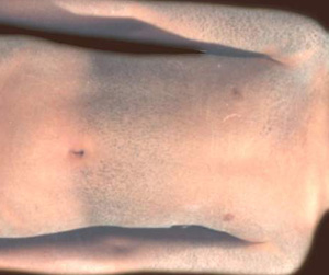 ���۲�Ҫ���ȥԤ��